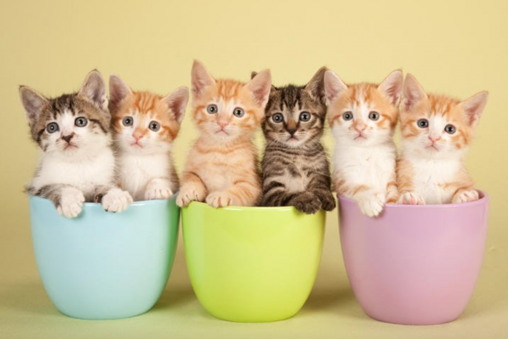 Friskies Kitten, Pilihan Pakan Kucing Tepat Untuk Pertumbuhan Maksimal